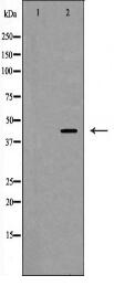 SELL Antibody