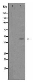 SIRT2 Antibody