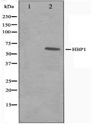 HBP1 Antibody