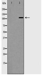 NLRP3 Antibody