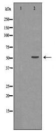 U2AF2 Antibody