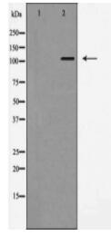 EPHA4 Antibody