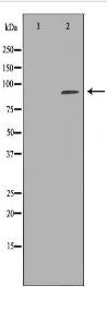 UHRF1 Antibody