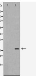 KLK7 Antibody
