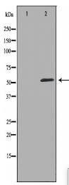 VIPR1 Antibody