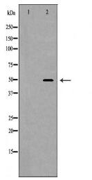 RAGE Antibody