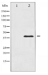 MKK3 Antibody