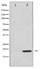 4E-BP1 Antibody