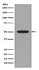 beta II Tubulin Antibody