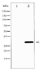 Phospho-DARPP-32 (Thr75) Antibody