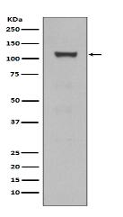 Notch1 Antibody