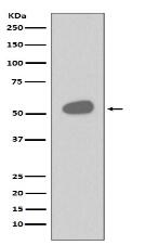 CD14 Antibody