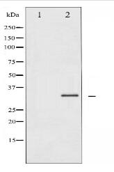 CDK1/CDC2 Antibody