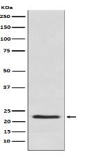 Placental lactogen Antibody