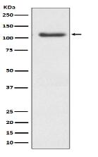 ERK5 Antibody