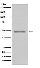 MEK5 Antibody