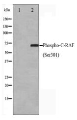 Phospho-C-RAF(Ser301) Antibody