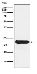 Glutathione Peroxidase 2 Antibody