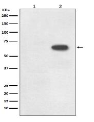 Phospho-Cdc6 (S54) Antibody