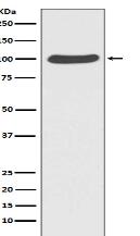 Catenin alpha 1 Antibody