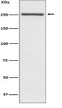 NOTCH4 Antibody