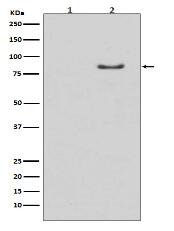 Phospho-HSL (S853) Antibody