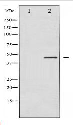 p70 S6 Kinase beta Antibody