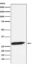 FHL1 Antibody