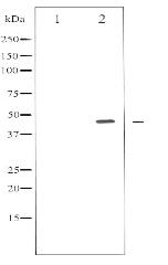 Phospho-E2F1 (Thr433) Antibody