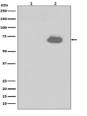 Phospho-SHP2 (Y542) Antibody