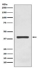 AMPK gamma 1 Antibody