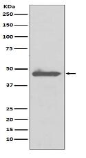 Caspase 5 Antibody