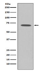 Raf1 Antibody