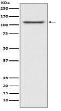 UBA1 Antibody