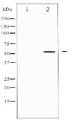 Smad3 Antibody