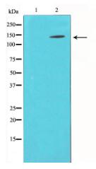 p130 Cas Antibody