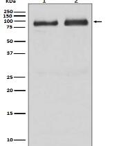 B Raf Antibody
