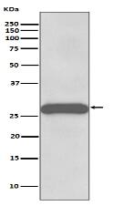 PPP1R1A Antibody