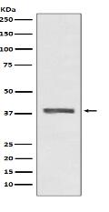 AMPK beta 1 Antibody