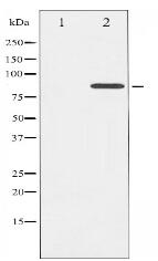 Phospho-Cortactin (Tyr421) Antibody