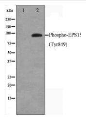 Phospho-EPS15(Tyr849) Antibody