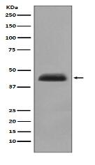 Cytokeratin 15 Antibody