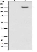 Phospho-SMC1 (S957) Antibody