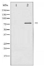 PKC delta Antibody