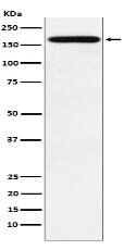 PODXL Antibody