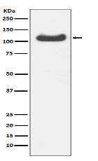 HSPA4 Antibody