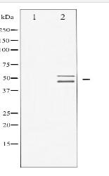 VASP Antibody