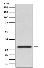 14-3-3 alpha + beta Antibody