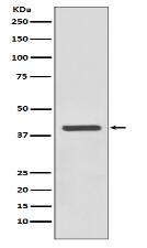 SIRT6 Antibody