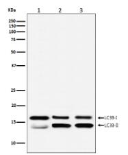 LC3B Antibody